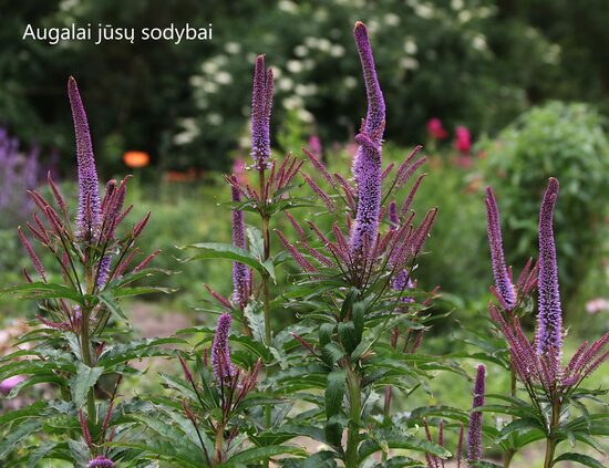 Veronikūnas virgininis (Veronicastrum virginicum) 'Red Arrows'
